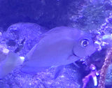 Tang, Atlantic Surgeon, SMALL - Acanthurus sp