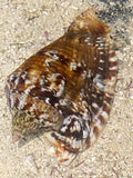 Hawk Wing Conch-Lobatus raninus