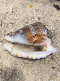 Hawk Wing Conch-Lobatus raninus