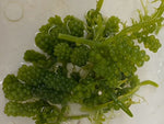 Caulerpa- Caulerpa racemosa- 1 Bag
