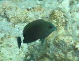 Tang, Atlantic Surgeon, SMALL - Acanthurus sp