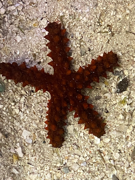 Red Knobby Starfish -  Protoreaster lincki