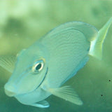 Tang, Atlantic Surgeon, SMALL - Acanthurus sp