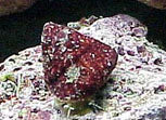 The Reeftopia Special...  Times - 2