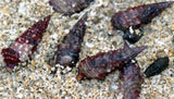 The Algae Controller #2 - 214 Reef Cleaners