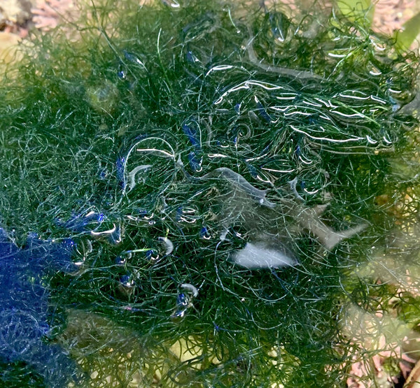 Chaeto Algae- Chaetomorpha - 1 Bag