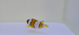 Clarki -Ocellaris Clown, Medium Captive Bred