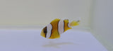 Clarki -Ocellaris Clown, Medium Captive Bred
