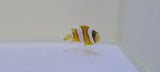 Clarki -Ocellaris Clown, Medium Captive Bred