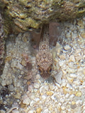 Dusky Jawfish - Opistognathus whitehursti