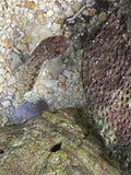 Dusky Jawfish - Opistognathus whitehursti