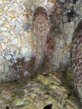 Dusky Jawfish - Opistognathus whitehursti