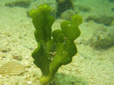 Cactus Halimeda plant