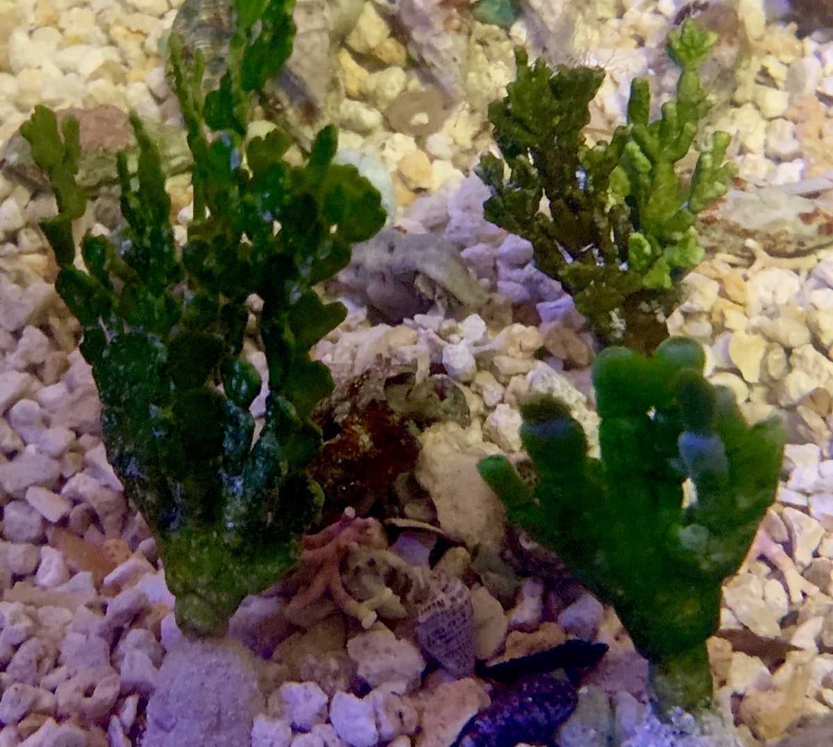 Cactus Halimeda