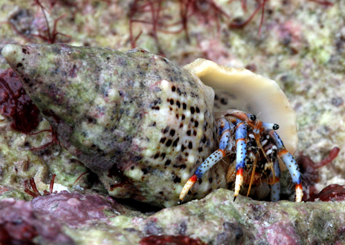 Why are sponges bad for hermit crabs?