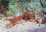 Shrimp, Peppermint - Lysmata sp.