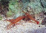 Shrimp, Peppermint - Lysmata sp. (18 Lot)