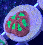 Coral Frag, Red Worm Brain