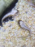 Dusky Jawfish - Opistognathus whitehursti