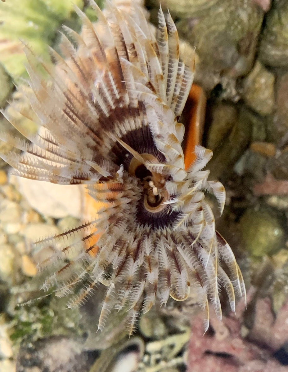 Caribbean Feather Duster – Exotic Sealife