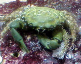 The Super Algae Controller