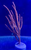 Orange Spiny Gorgonian, Small - Murcicea sp.