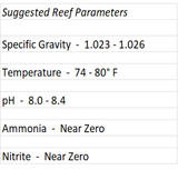 Shrimp, Peppermint-Large - Lysmata sp.