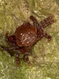 Red Coral Crab - Mithraculus ruber