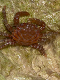 Red Coral Crab - Mithraculus ruber
