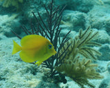 Tang, Atlantic Atlantic Blue (yellow Juvenile) -