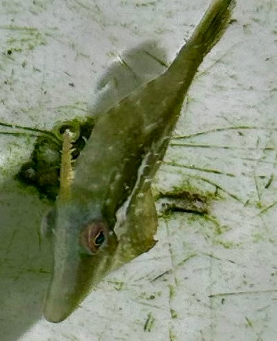 GREEN FILE FISH - Stephanolepis hispidus