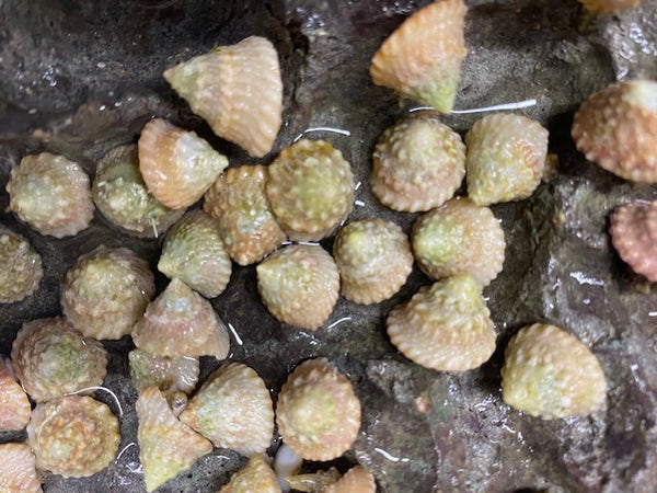 Snail, Golden Astrea (turbo) - Lithopoma americanum- 24, 50 and 100 Lots