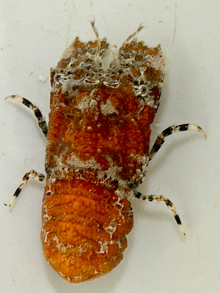 Slipper Lobster- Family Scyllaridae