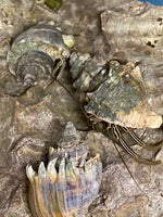 Thinstripe Hermit Crab- Cibanarius vittatus