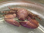Porcelain crab- Family Porcellanidae