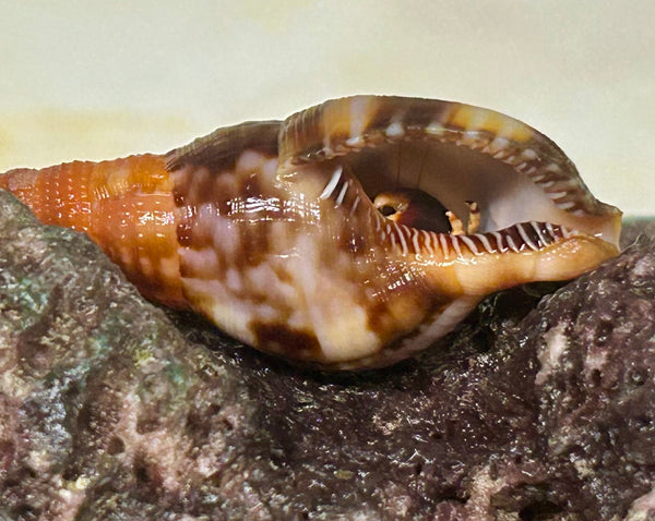 WYSIWYG: Florida Keys Red Leg Crab in a relegated shell - Calcinus tibicen