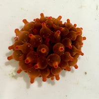 Rose Bubble Anemone -