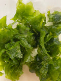 Sea Lettuce- Ulva lactuca- Algae - 1 Bag