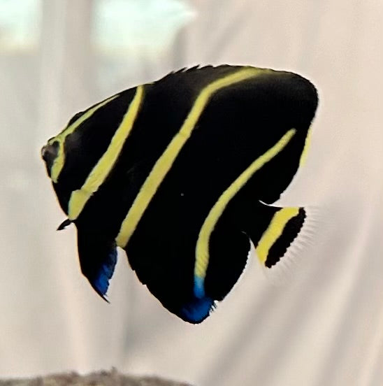 Black Angel Fish, Small -Pomacantus arcuatus