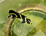Angel Fish, Small French -Pomacanthus paru