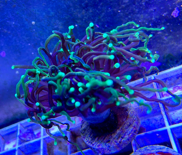 Coral Frag, Blue Torch