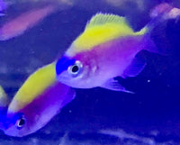 Sunshine Fish - Chromis insolata (6 Lot)