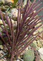 Purple Bottle Brush Gorgonian (frag with base) - Muriceopsis flavida