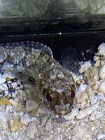 Dusky Jawfish - Opistognathus whitehursti