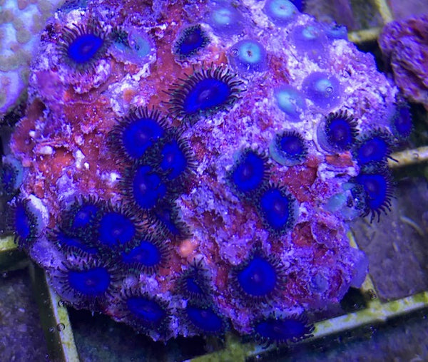 Zooanthids, Blue - Zooanthis sp.