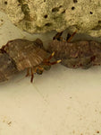 Florida Keys Red Leg Crab - Calcinus tibicen