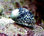Nerite Snail - Nerita tesselatta - Great for Algae control