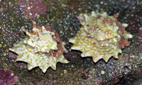 Ninja Snails, or Star Snails do very well within a reef .