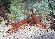Shrimp, Peppermint - Lysmata sp. (18 Lot)
