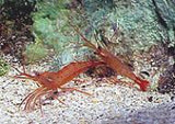 Peppermint Shrimp - Known for the control of Aiptasia anemones.